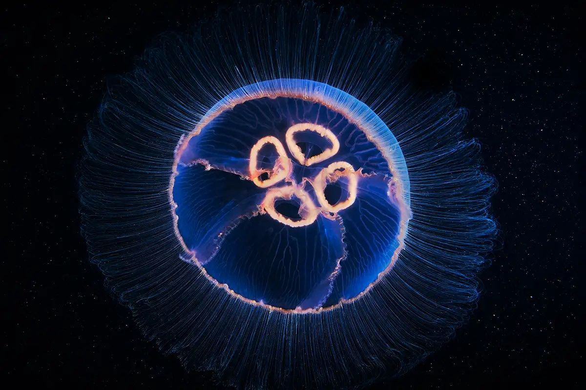 Upgrade from Ubuntu 20.04 LTS to 22.04 LTS Server