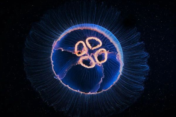 Upgrade from Ubuntu 20.04 LTS to 22.04 LTS Server